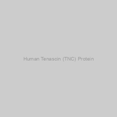 Image of Human Tenascin (TNC) Protein